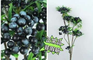 帶葉小紅果/發財果樹