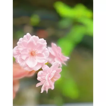 【50入/盒】櫻花香皂花