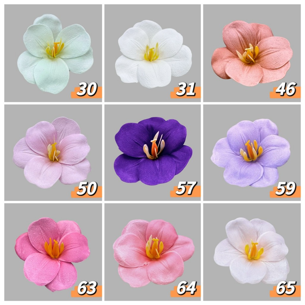 開辦鬱金香(25入)